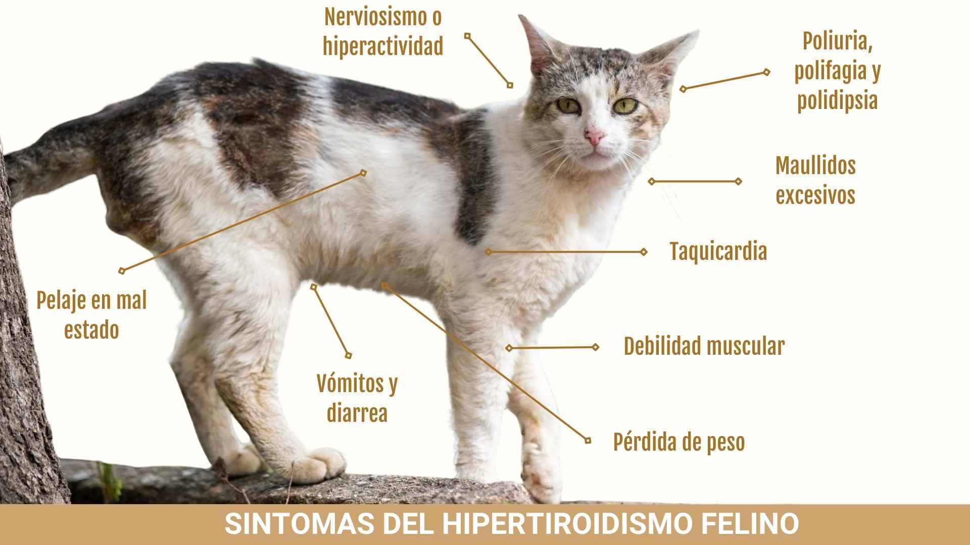 Síntomas del hipertiroidismo felino infografía